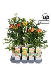 Campsis Our Choice mix tray P15