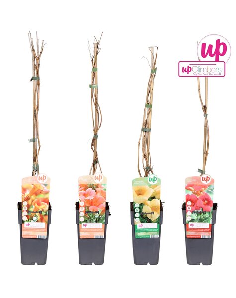 Campsis Mix-Tray veredelt P15