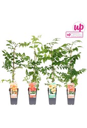 Campsis Mix-Tray veredelt P15