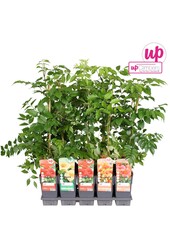 Campsis mix tray geent P15