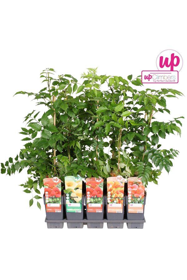 Campsis Mix-Tray veredelt P15