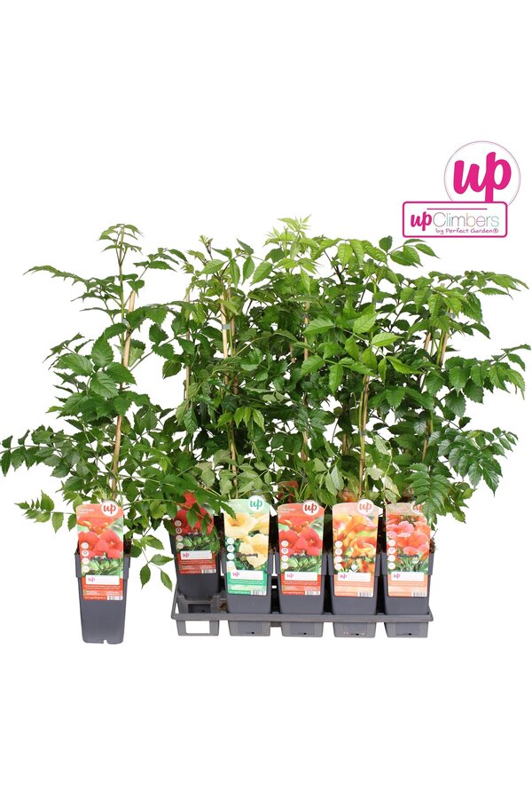 Campsis Mix-Tray veredelt P15