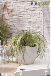 Carex-Mix-Schale P14