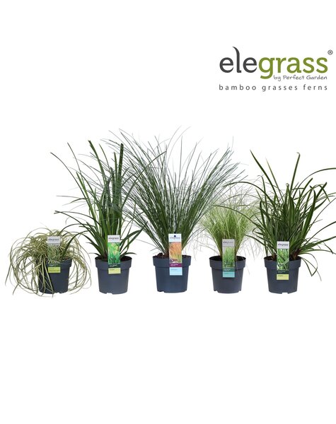 Carex Mix niedrig P14