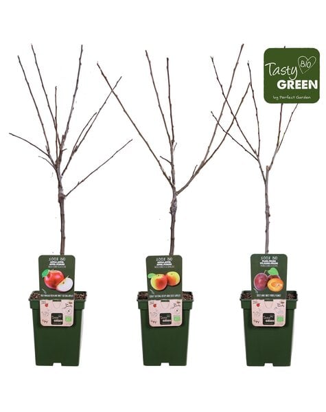 Bio Fruitbomen mix laag P23