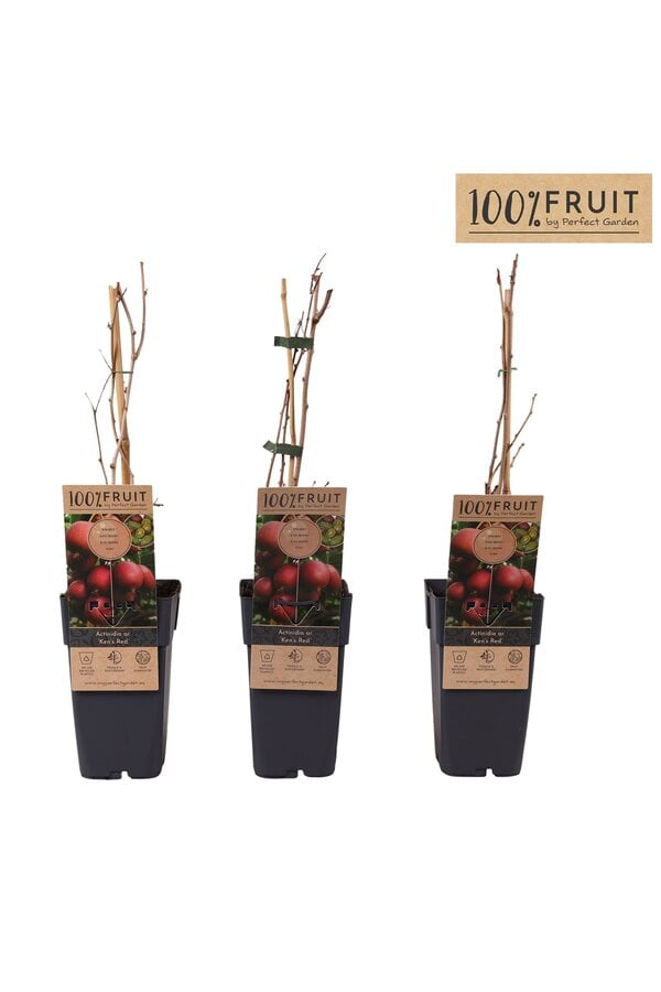 Actinidia arguta Kens Red P15