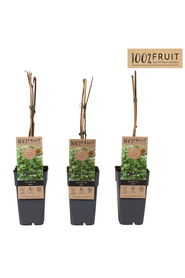 Actinidia chinensis Atlas (mnl) P15