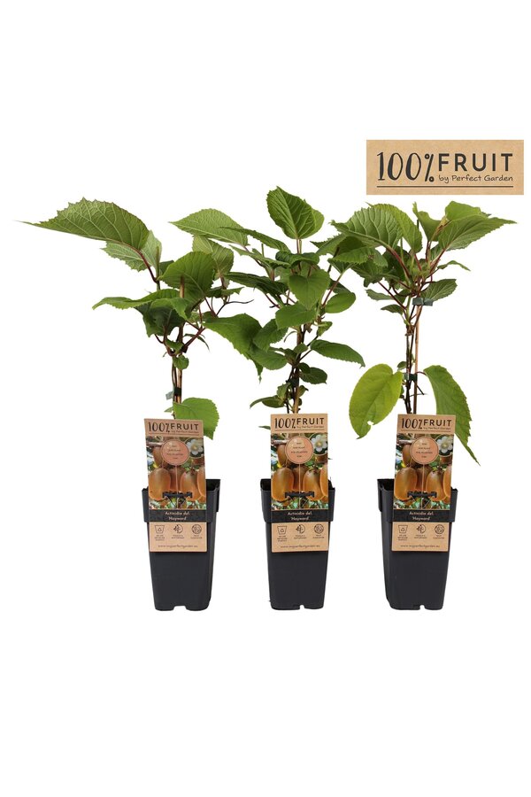 Actinidia deliciosa Hayward P15