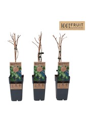 Actinidia arguta Kiwibeere (Issai) P15