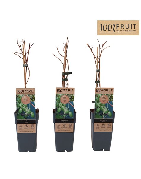 Actinidia arguta Kiwiberry (Issai) P15