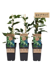 Actinidia arguta Kiwiberry (Issai) P15