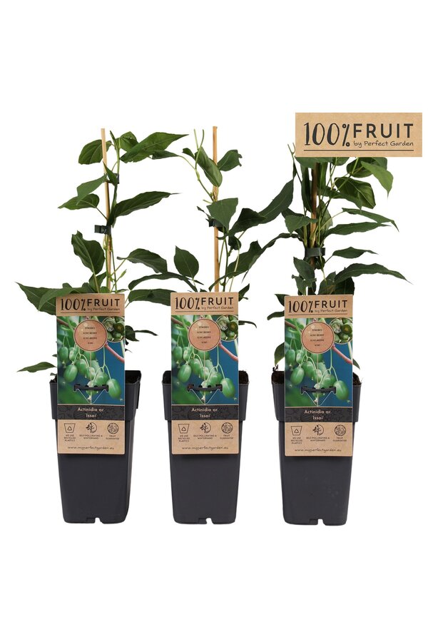 Actinidia arguta Kiwibeere (Issai) P15