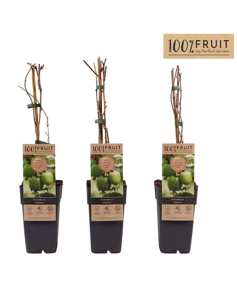 Actinidia arguta Geneva P15