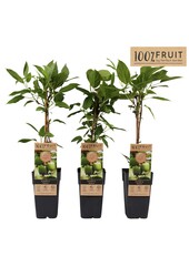 Actinidia arguta Geneva P15