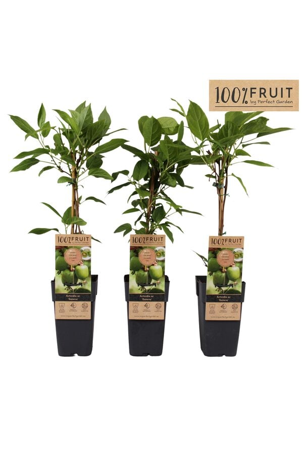 Actinidia arguta Geneva P15