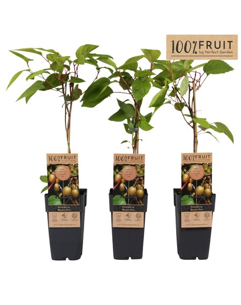 Actinidia arguta Bayern Kiwi P15