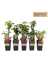 Fruchtmix-Schale Standard P15