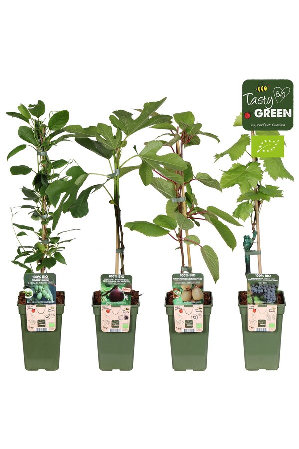 Fruchtmix-Schale Bio Kletterobst P19