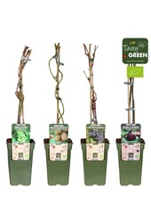 Fruchtmix-Schale Bio Kletterobst P19