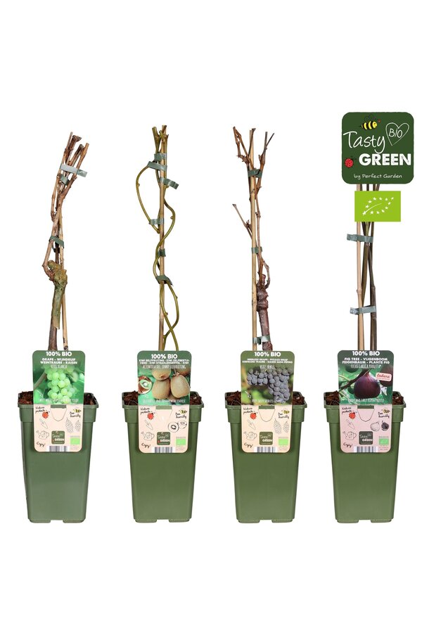 Fruchtmix-Schale Bio Kletterobst P19