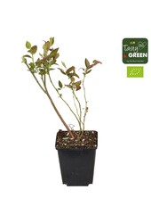 Vaccinium-Mix 6er-Pack Bio P9