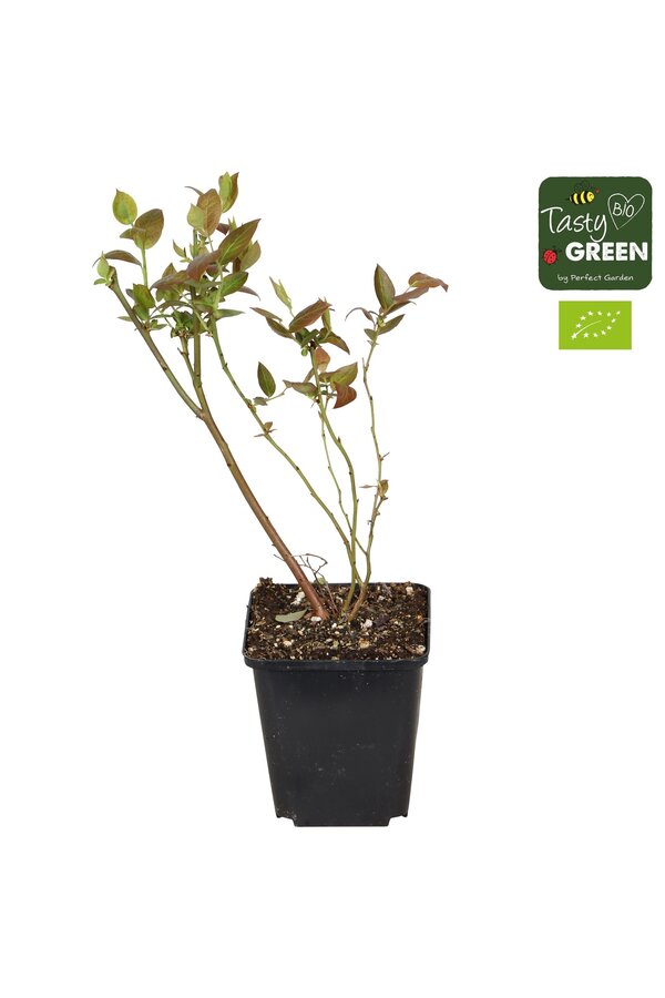 Vaccinium-Mix 6er-Pack Bio P9