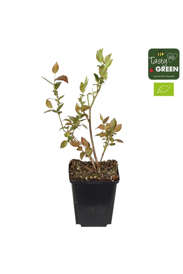 Vaccinium-Mix 6er-Pack Bio P9