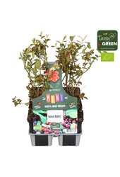 Vaccinium mix 6-pack bio P9