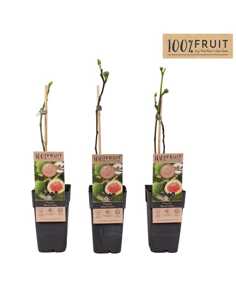 Ficus carica Brown Turkey P15