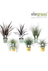 Grassen mix tray - Elegrass Super-Easy-Care P19