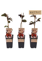 Corylus Rote Zellernuss P15