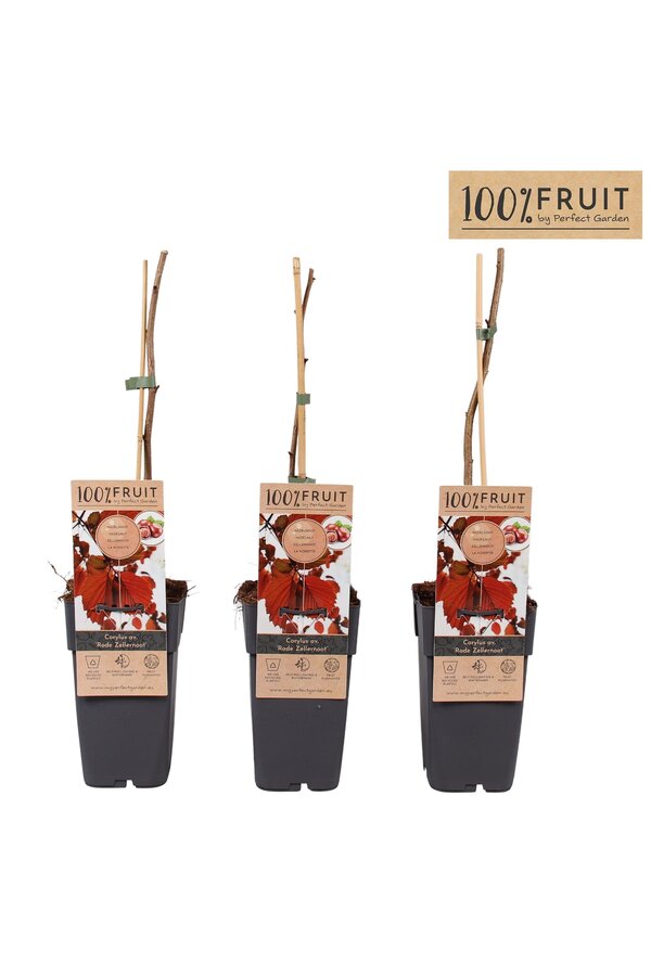 Corylus Rote Zellernuss P15