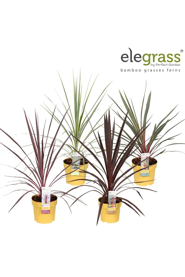 Cordyline mix tray P14