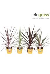 Cordyline Mix-Schale P14