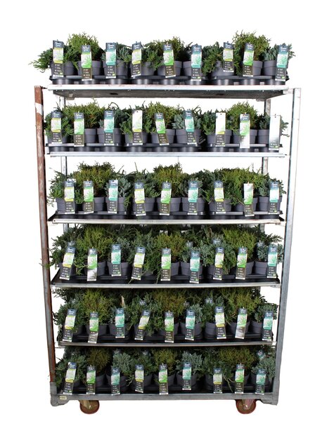 Coniferen mix tray P14