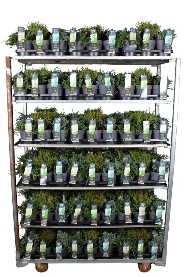 Koniferen-Mix-Tray P14