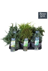 Koniferen-Mix-Tray P14