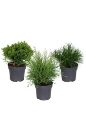 Koniferen-Mix-Tray P14