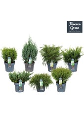 Koniferen-Mix-Tray P19