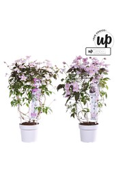 Clematis Montana Our Choice mix tray P19