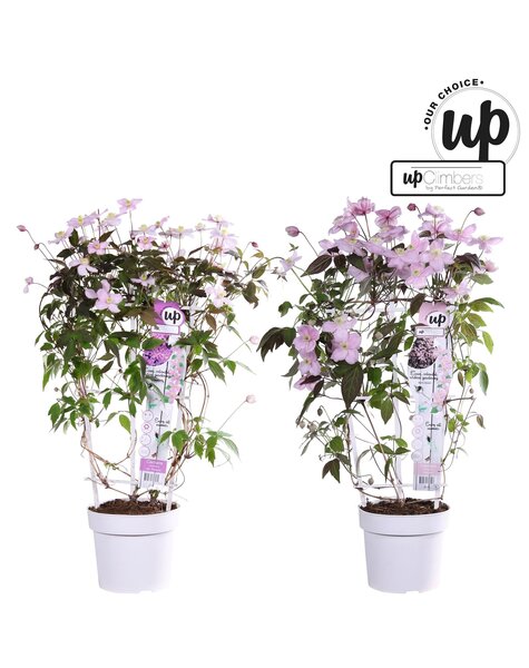 Clematis Montana Our Choice mix tray P19