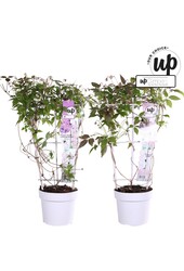 Clematis Montana Our Choice mix tray P19