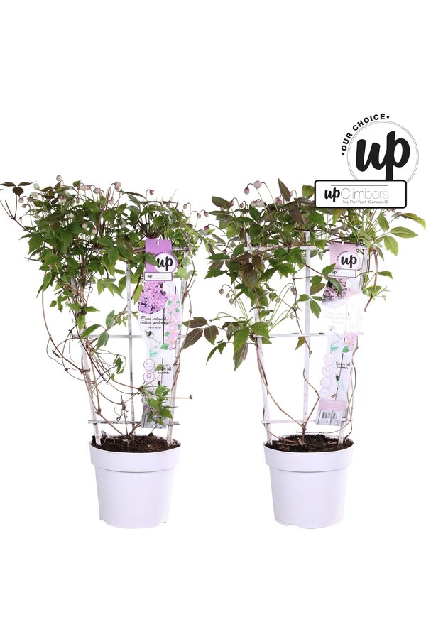 Clematis Montana Our Choice Mix-Schale P19