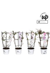 Clematis Montana Our Choice mix tray P19