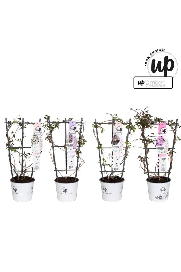 Clematis Montana Our Choice Mix-Schale P19