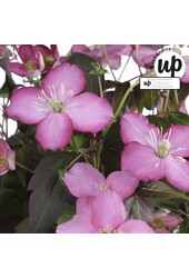 Clematis Montana Fincent® P23