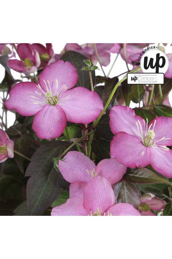 Clematis Montana Fincent® P23