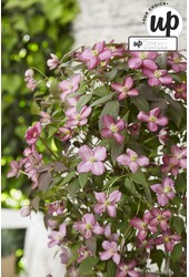 Clematis Montana Fincent® P23