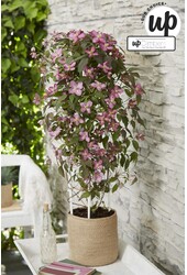 Clematis Montana Fincent® P23