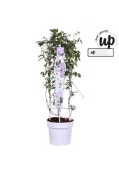 Clematis Montana Fincent® P23